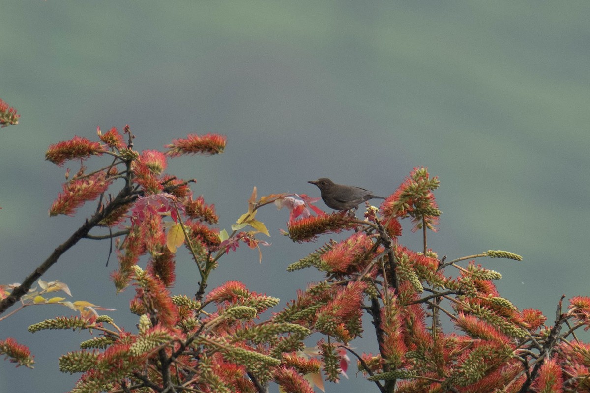 Indian Blackbird - Marcel Holyoak