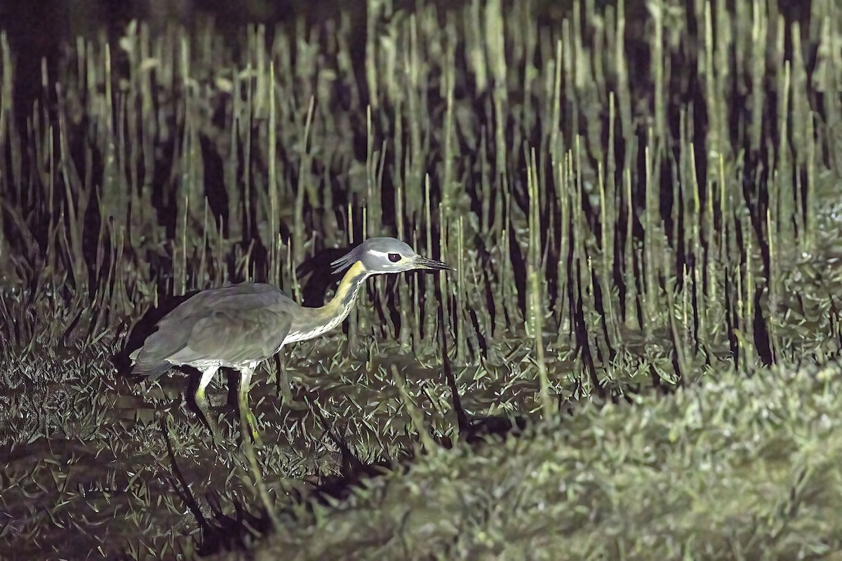 White-eared Night Heron - ML613796688