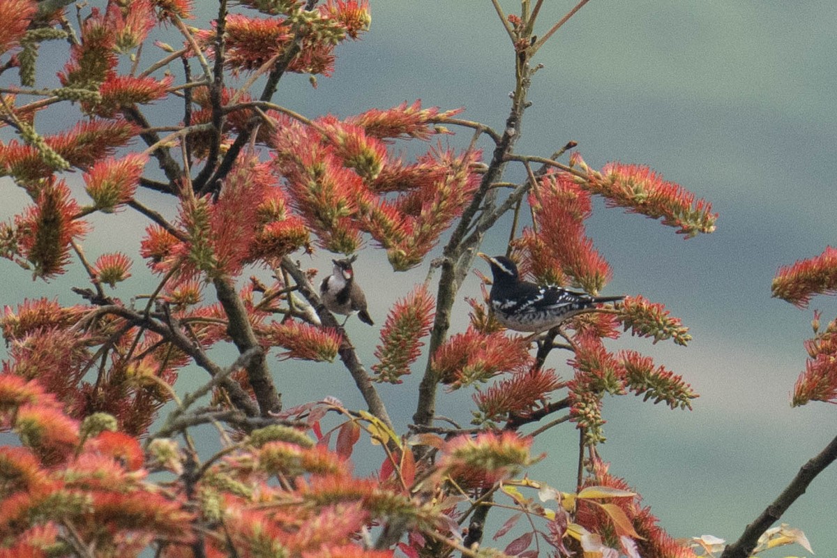 Pied Thrush - Marcel Holyoak