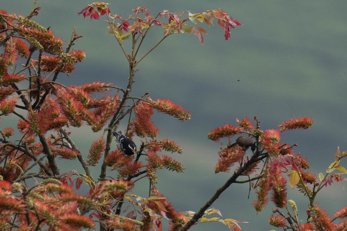 Pied Thrush - ML613796775