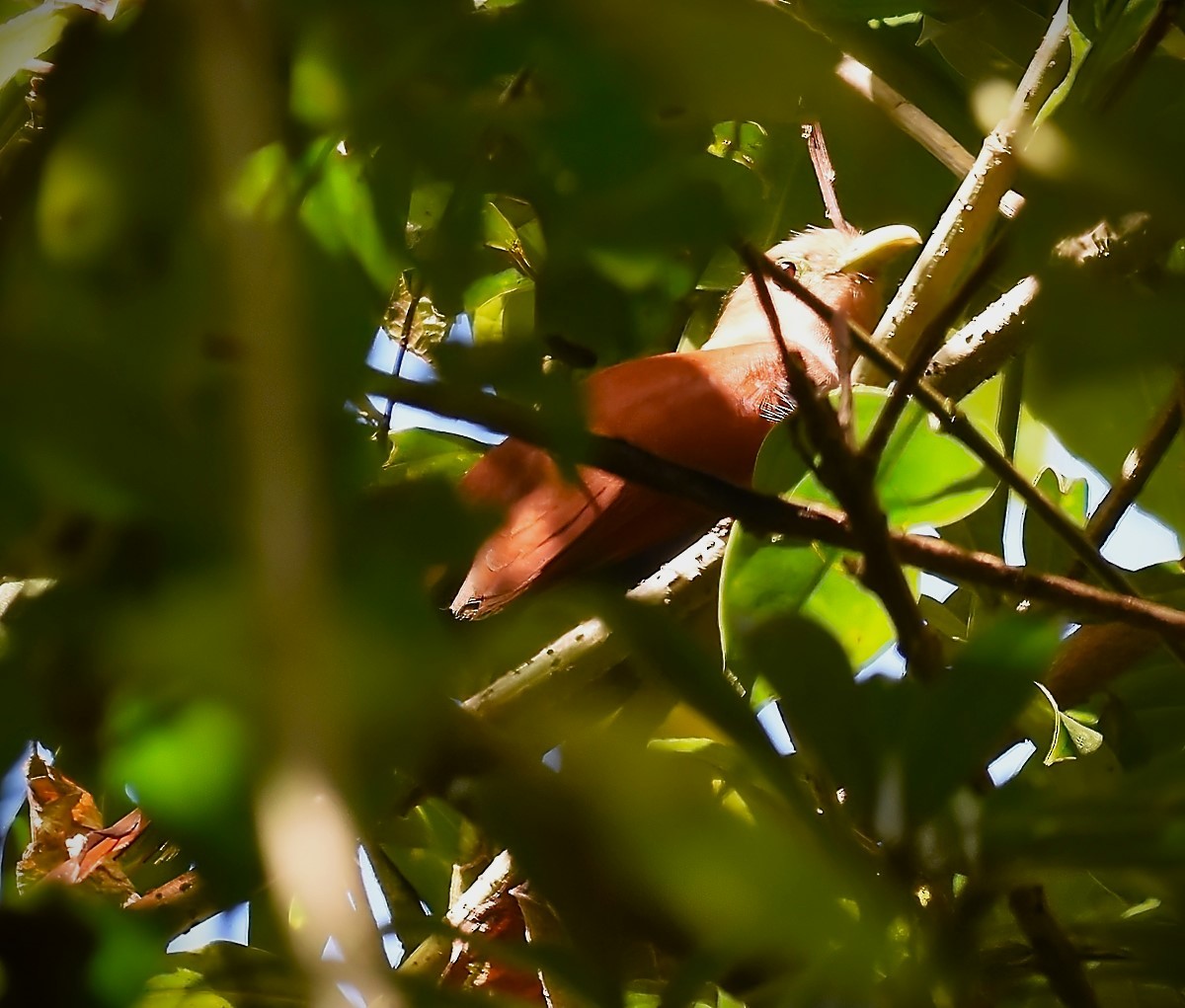 Squirrel Cuckoo - Gregg Hitchings