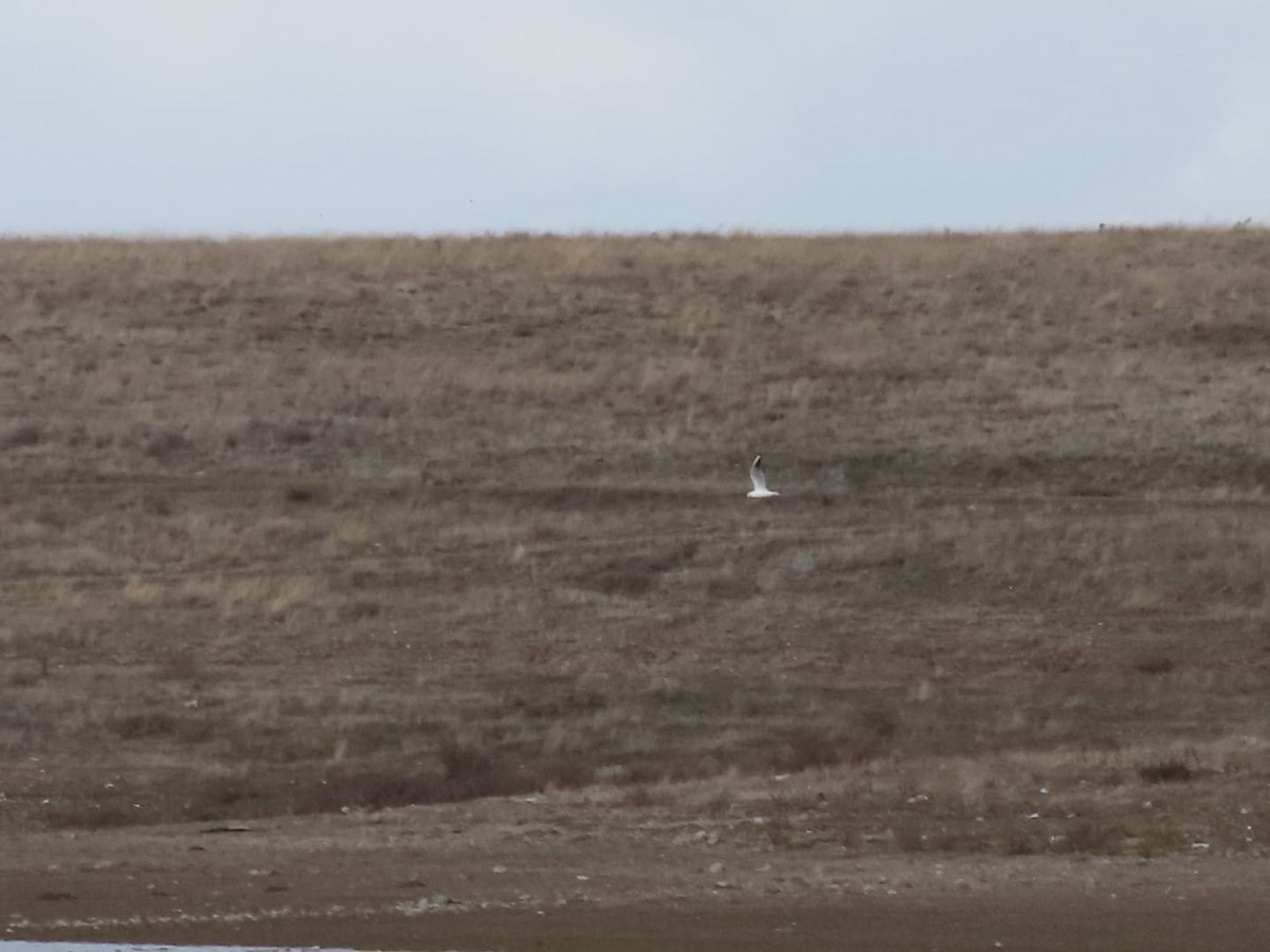 Larus sp. - ML613796834