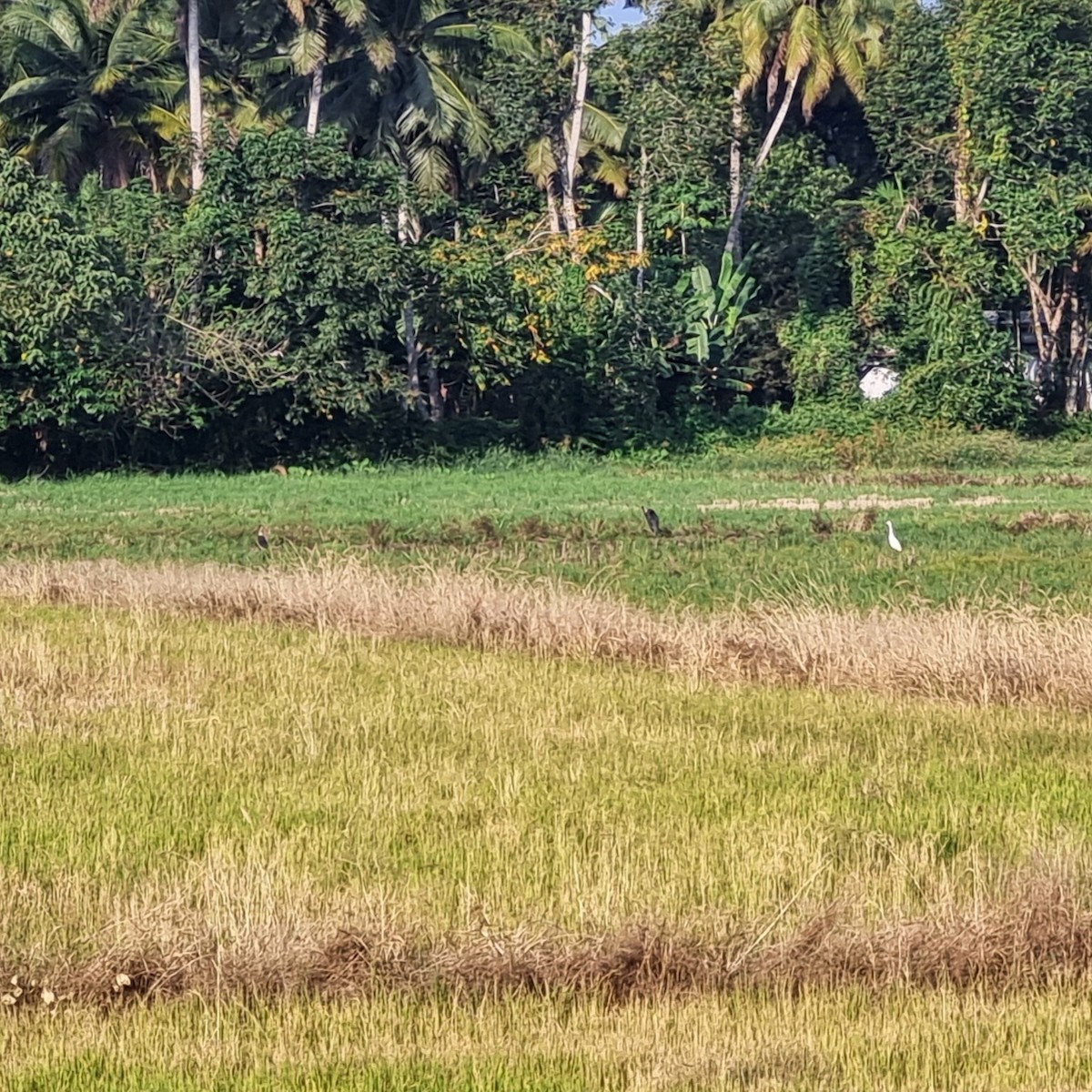 Asian Woolly-necked Stork - ML613796844