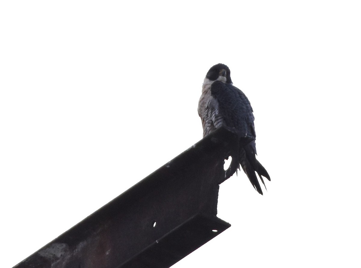 Peregrine Falcon - ML613796873