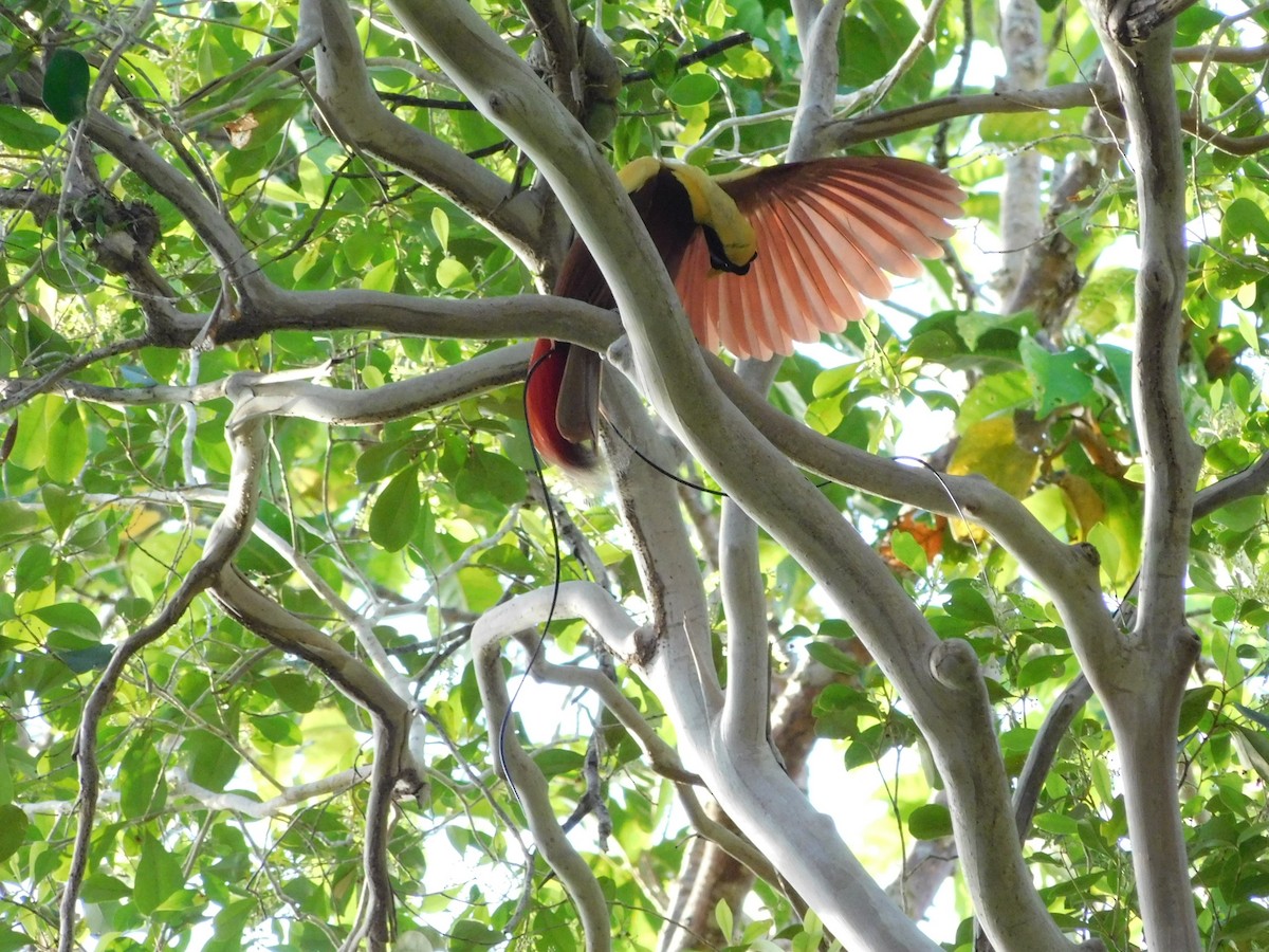 Red Bird-of-Paradise - ML613796879