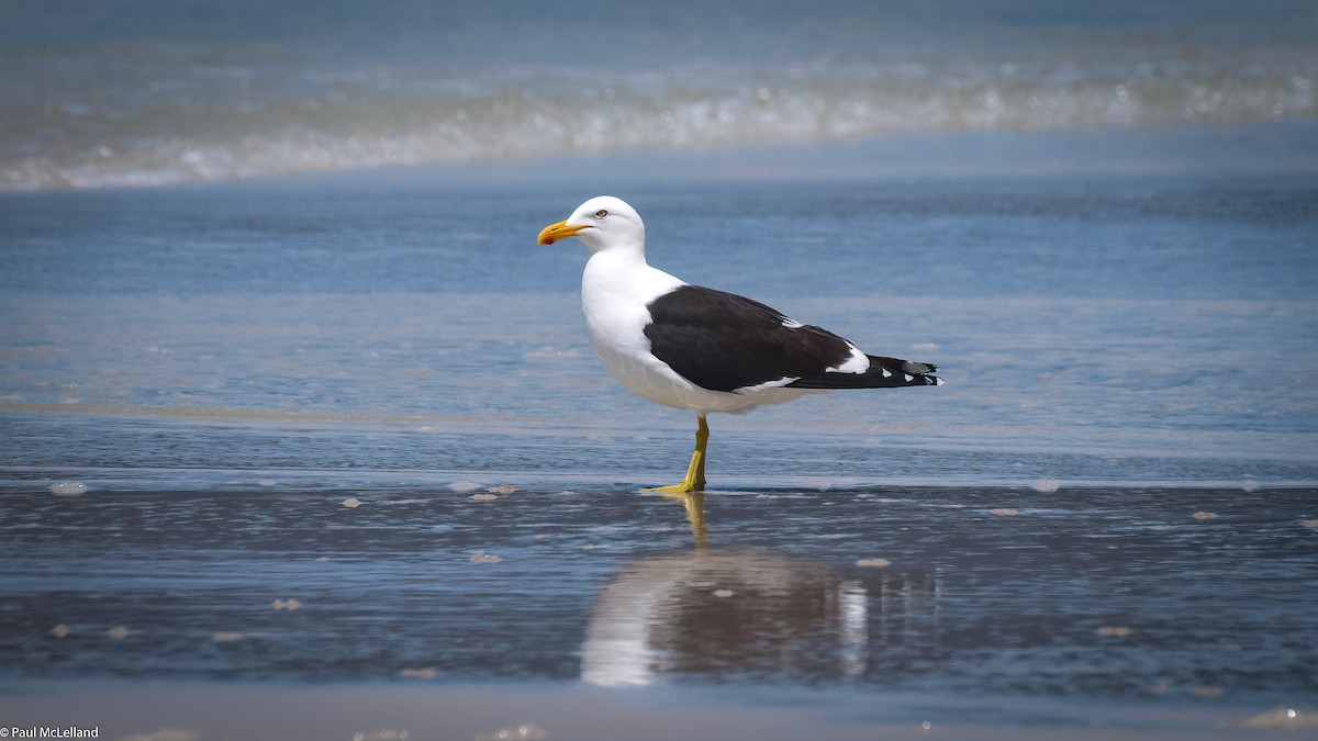 Kelp Gull (dominicanus) - paul mclelland