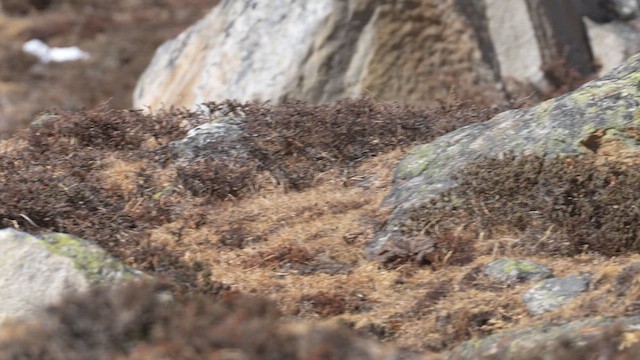 White-winged Redstart - ML613797098