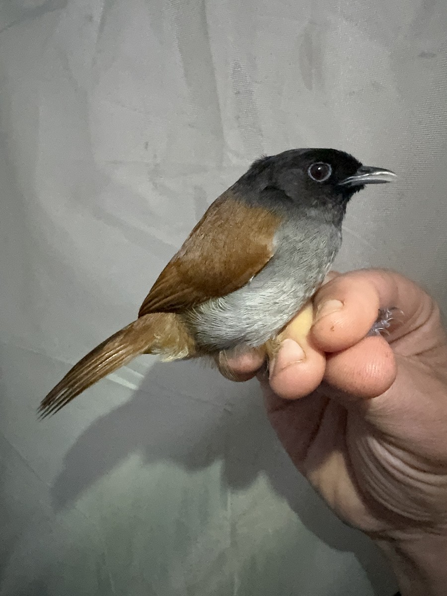 Rwenzori Hill Babbler - Matt Brady