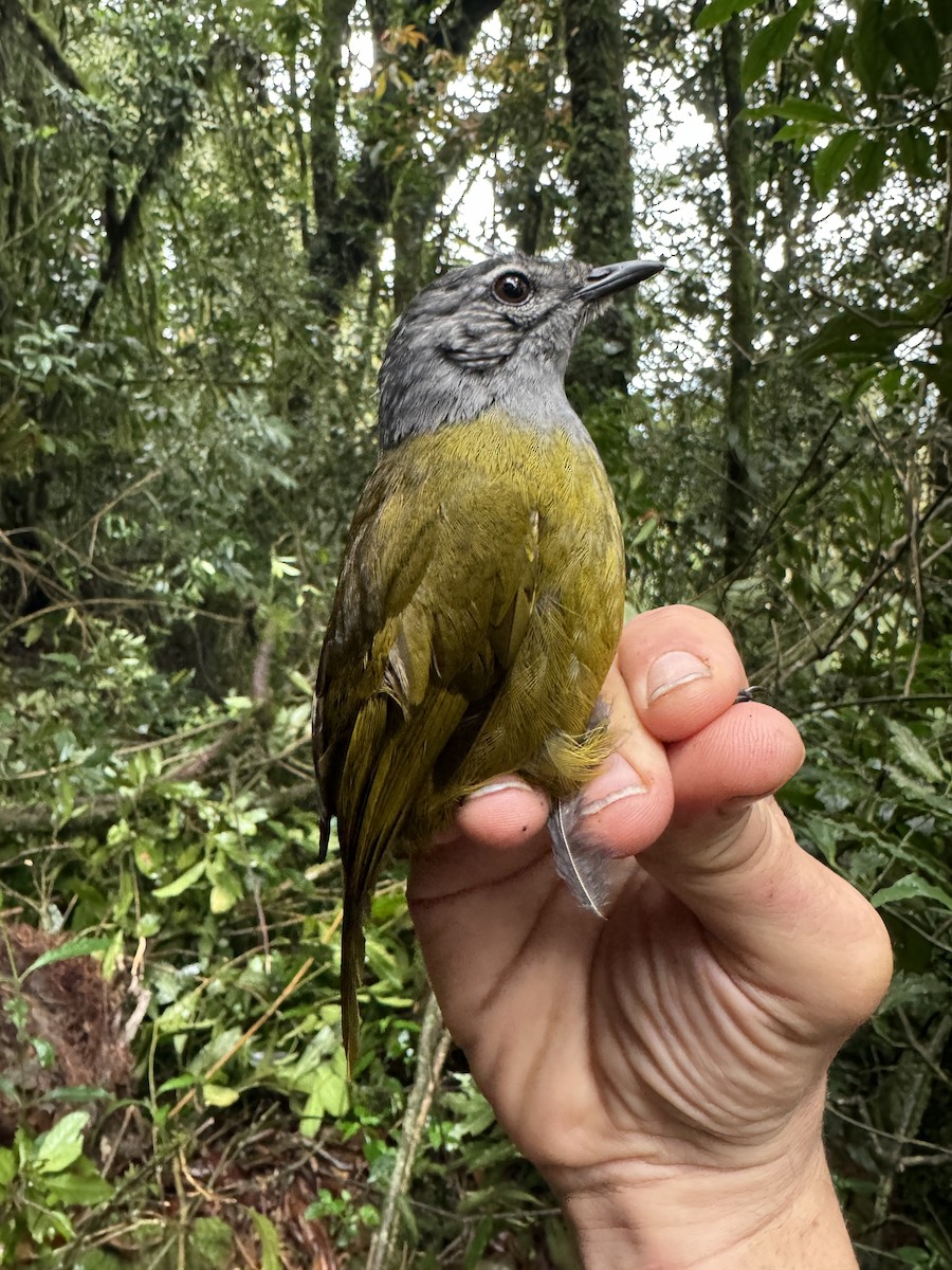 Eastern Mountain Greenbul (Olive-breasted) - Matt Brady