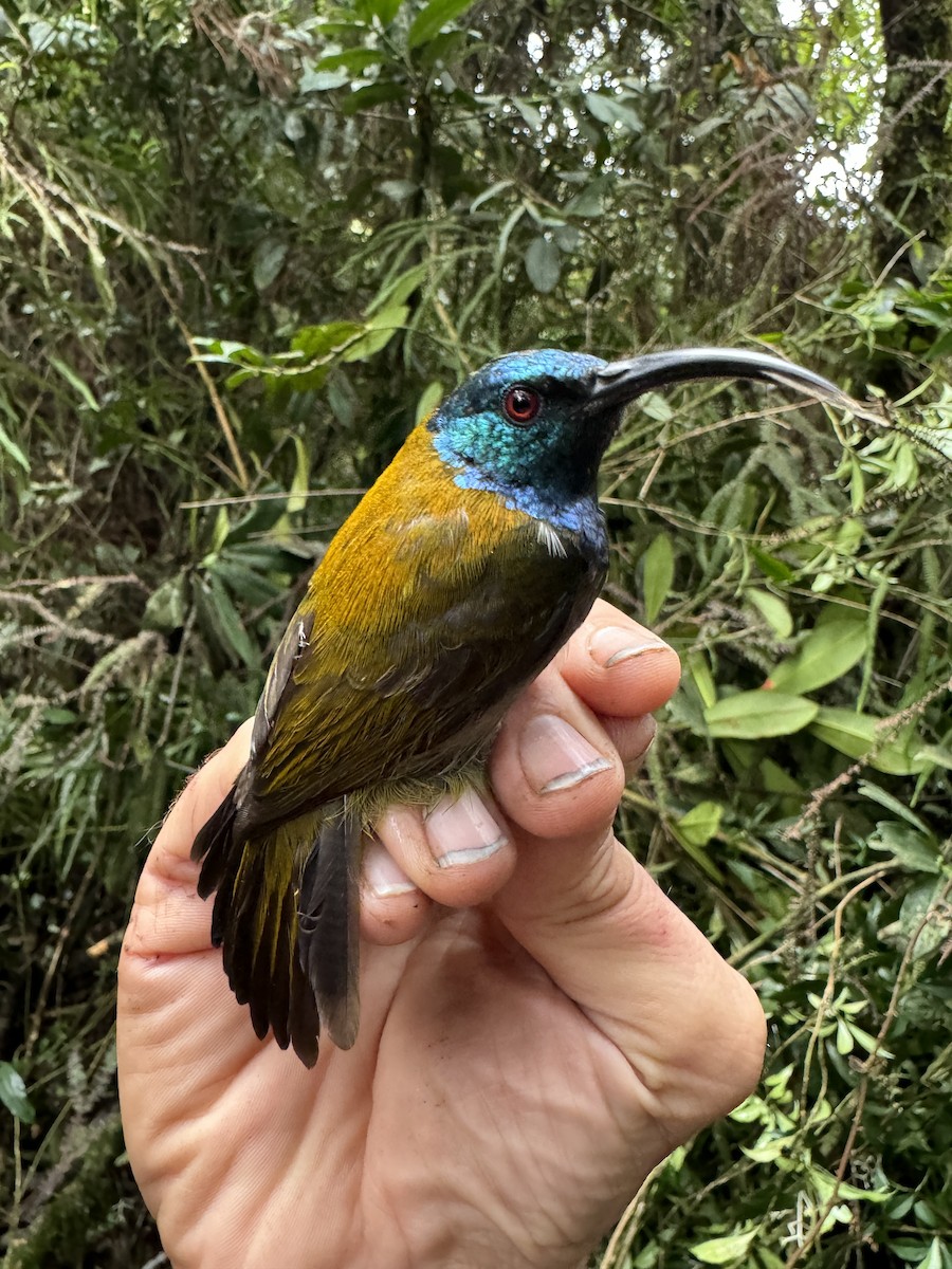 Blue-headed Sunbird - ML613797200