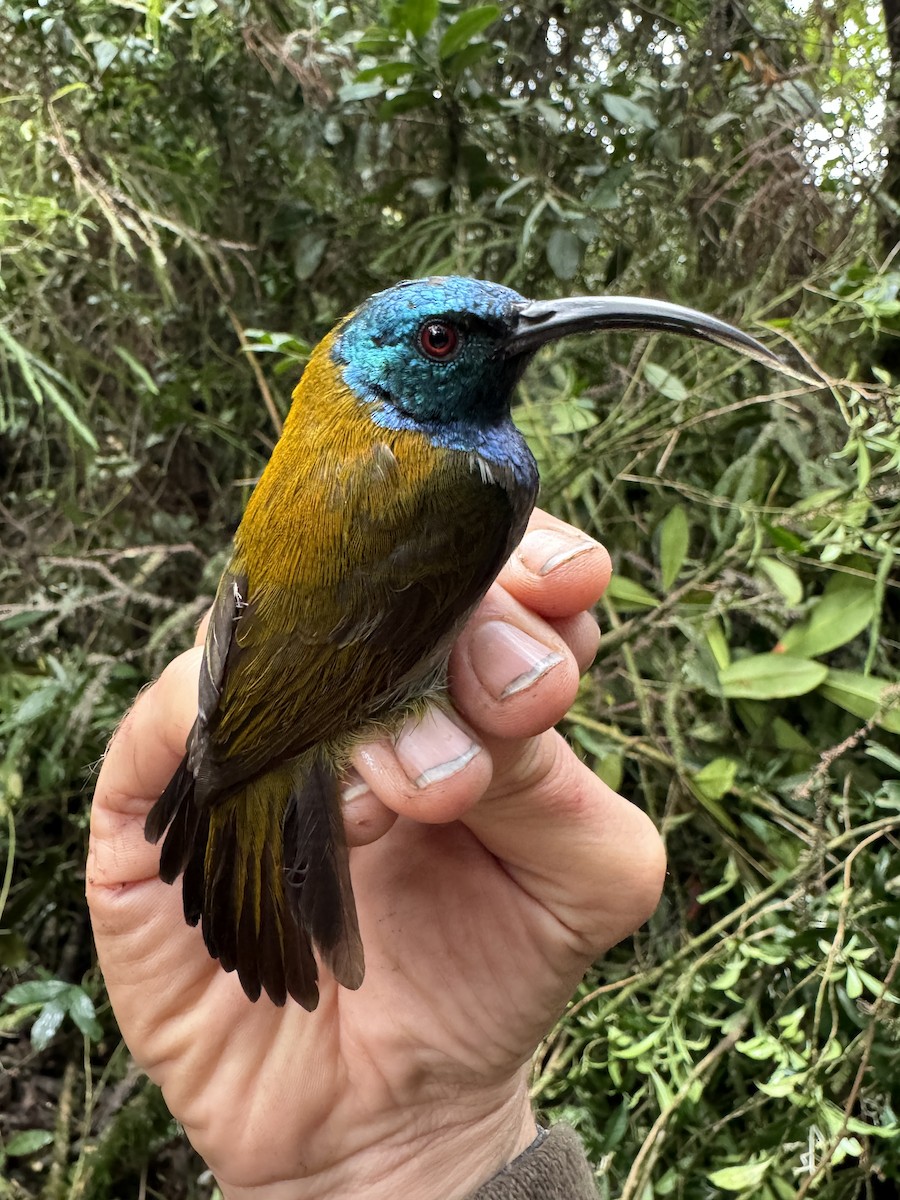 Blue-headed Sunbird - ML613797202