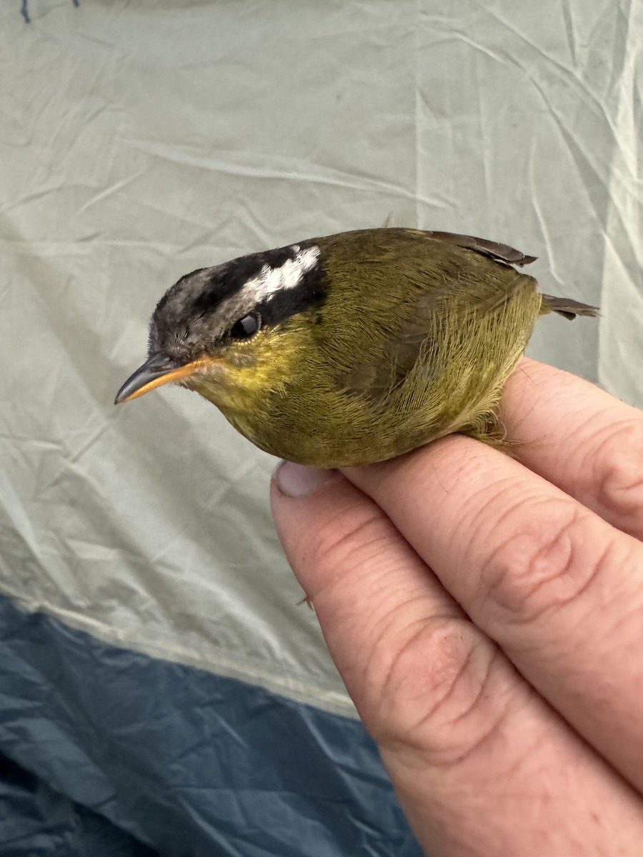 Neumann's Warbler - ML613797212