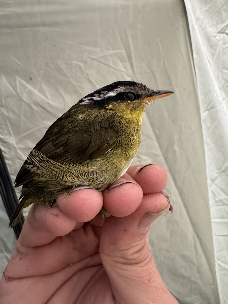 Neumann's Warbler - ML613797214