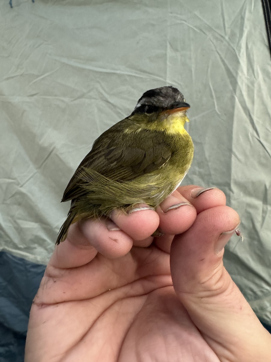 Neumann's Warbler - ML613797216