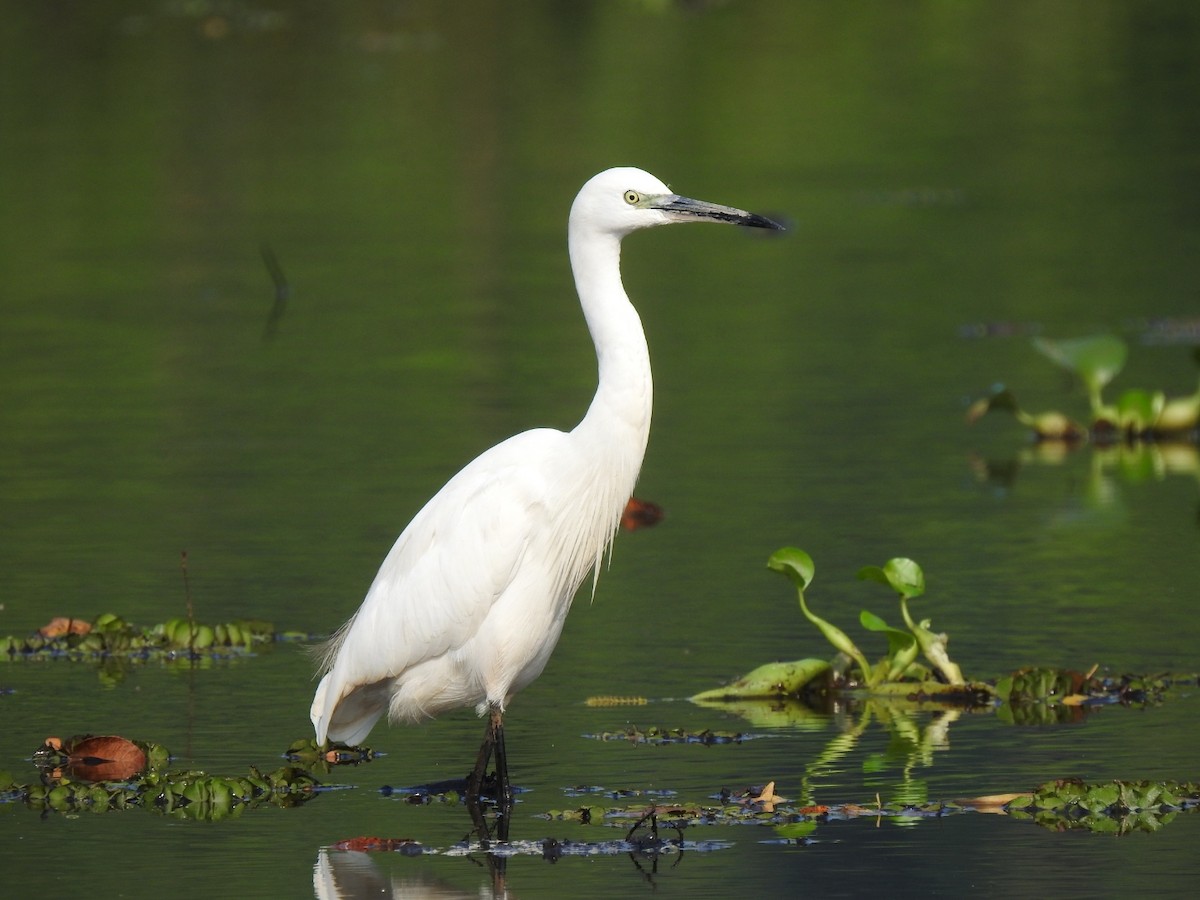 Little Egret - ML613797303