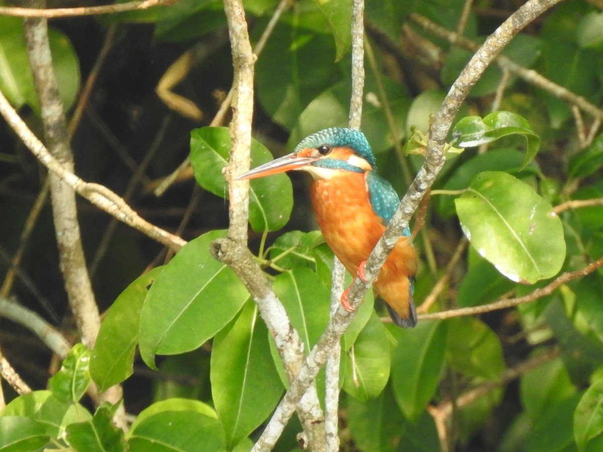 Common Kingfisher - ML613797312