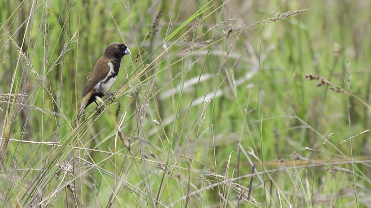 Black-breasted Munia - Robert Tizard