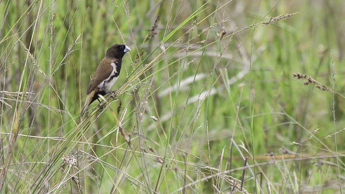 Black-breasted Munia - ML613797349