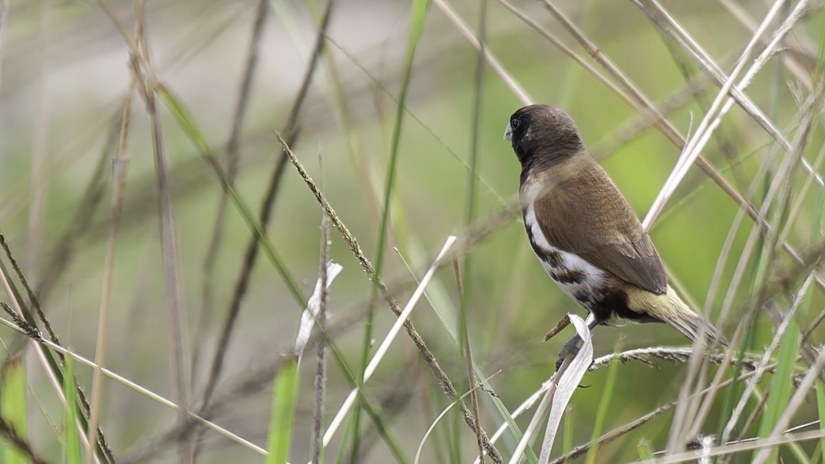 Black-breasted Munia - Robert Tizard