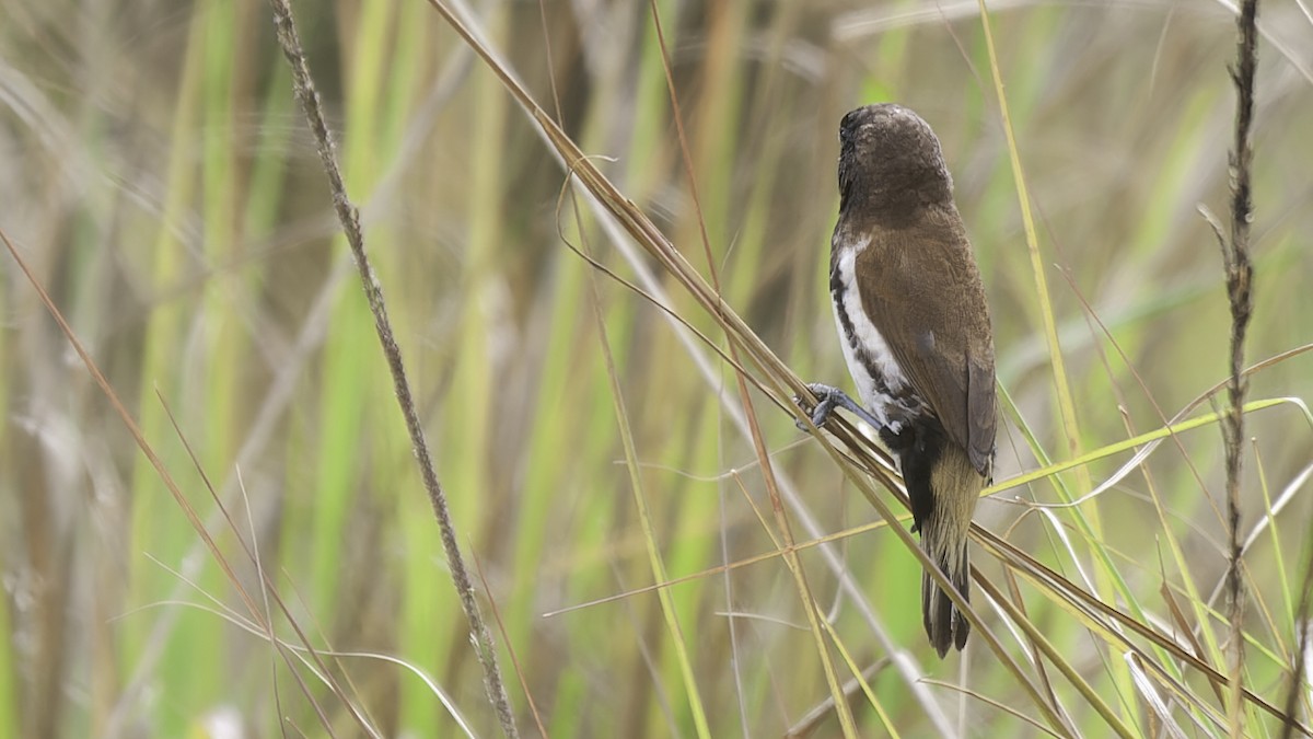 Black-breasted Munia - Robert Tizard