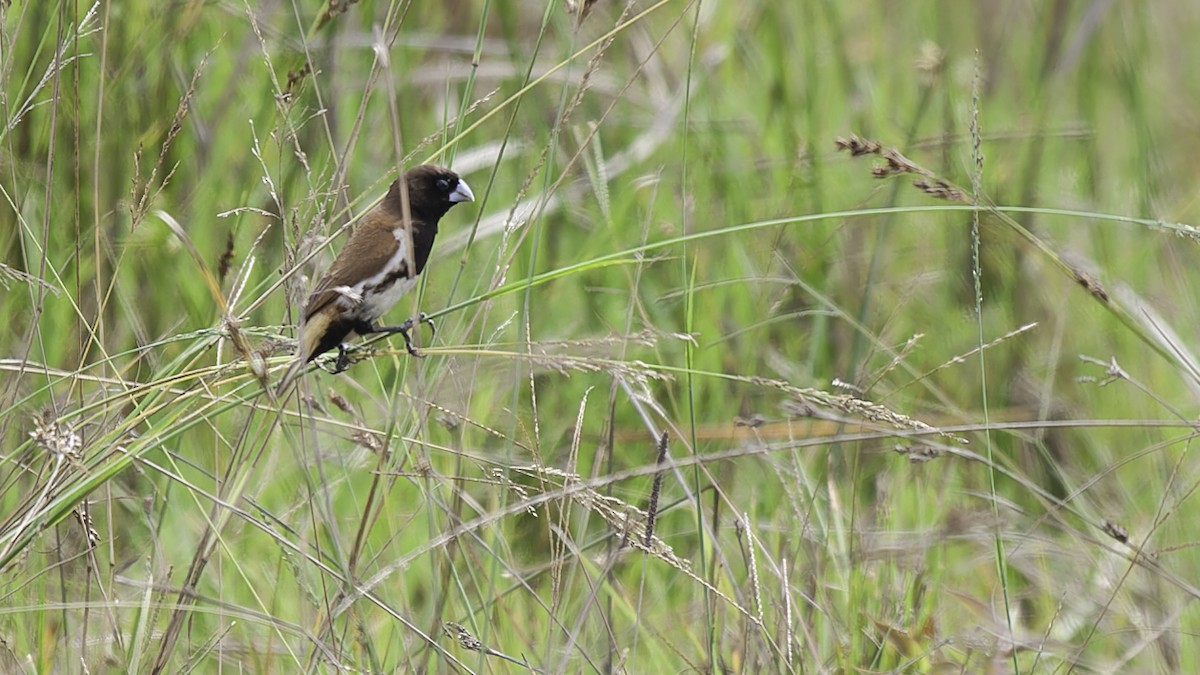 Black-breasted Munia - Robert Tizard