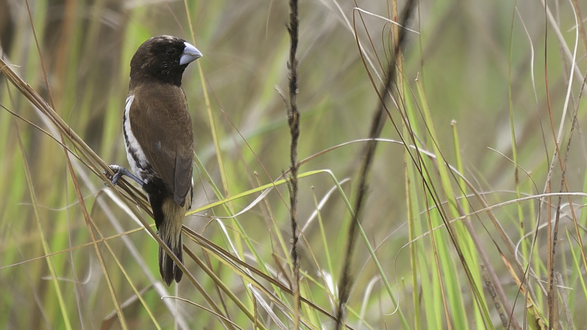 Black-breasted Munia - ML613797353