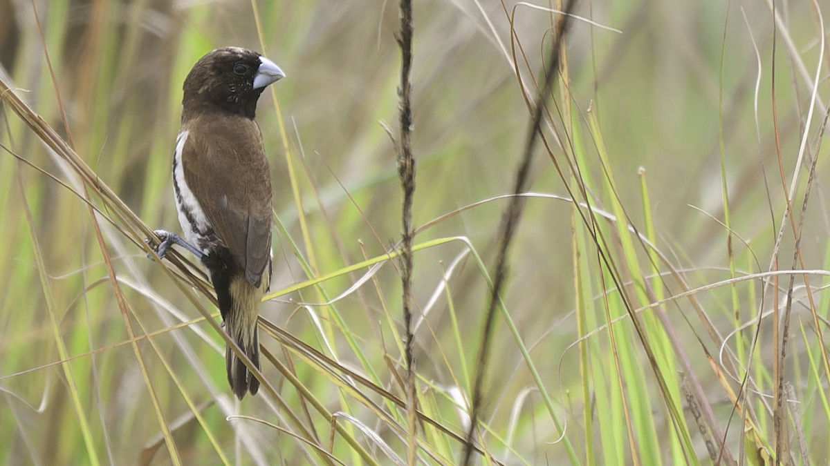 Black-breasted Munia - ML613797354