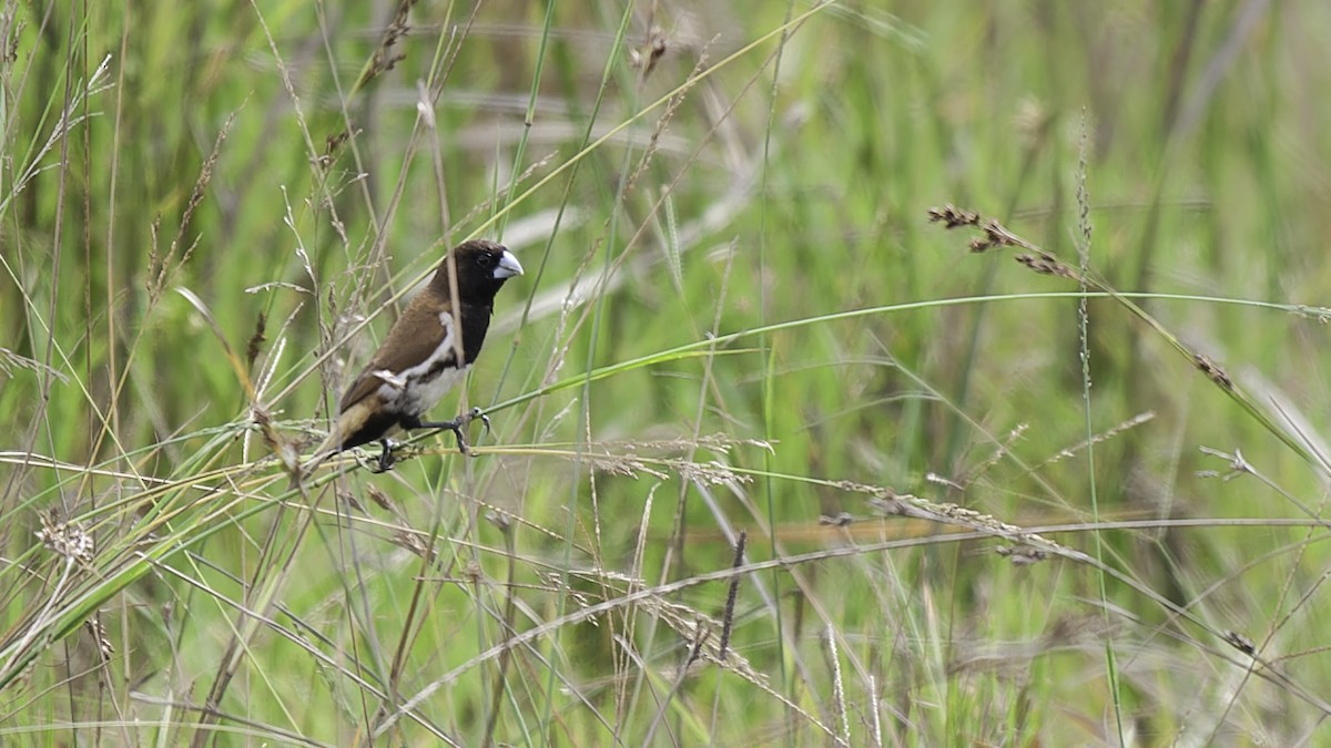 Black-breasted Munia - ML613797355