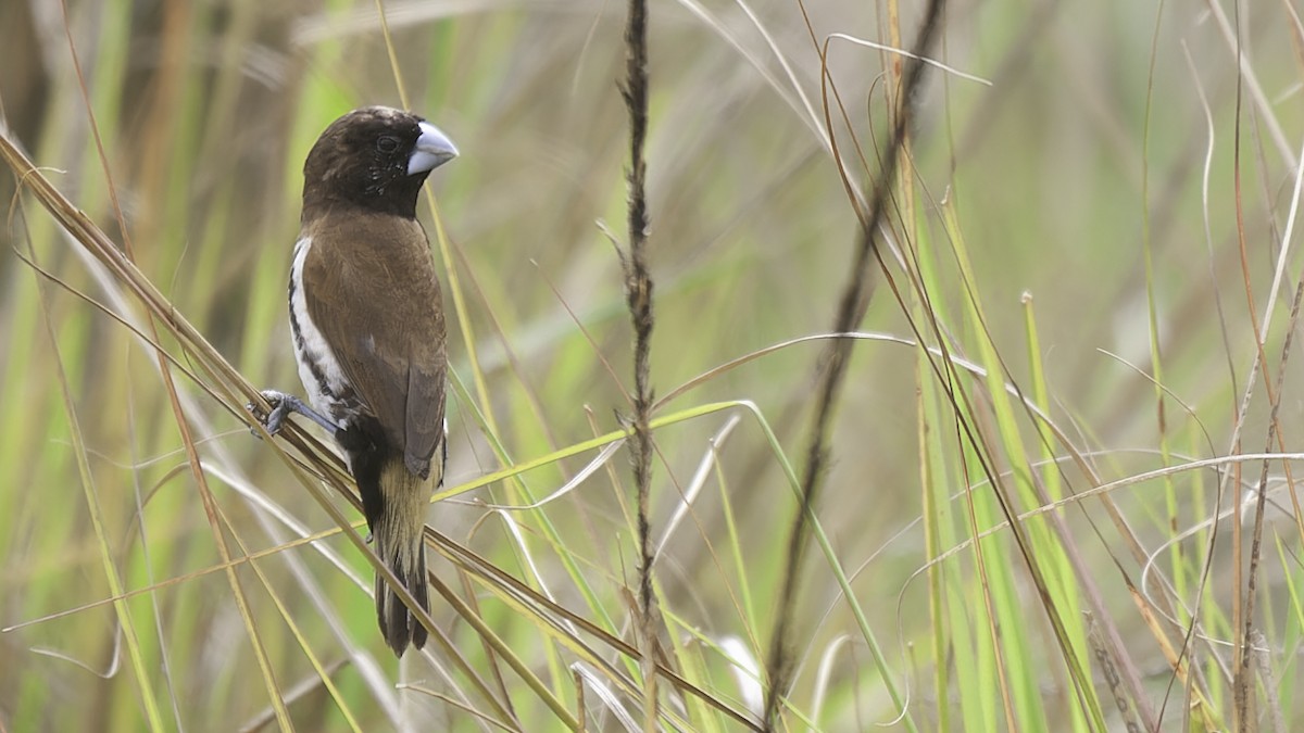 Black-breasted Munia - ML613797356