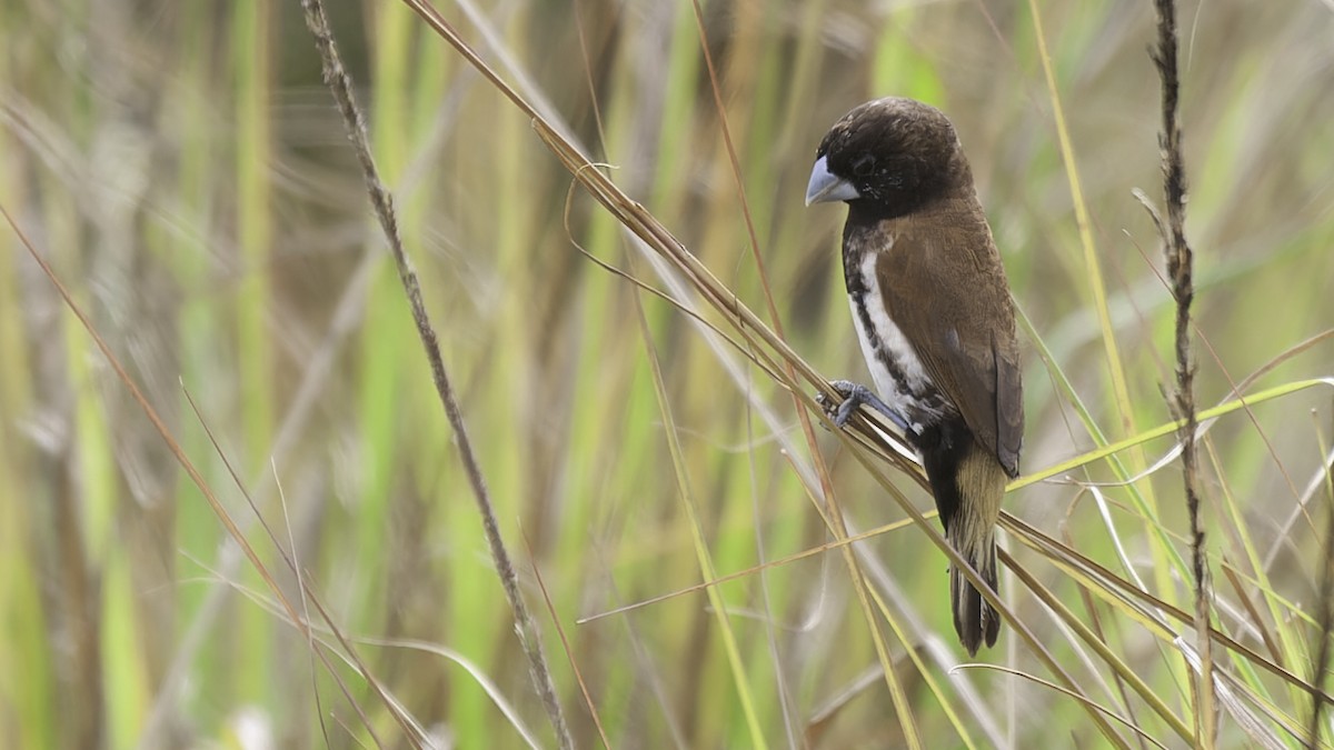 Black-breasted Munia - ML613797357