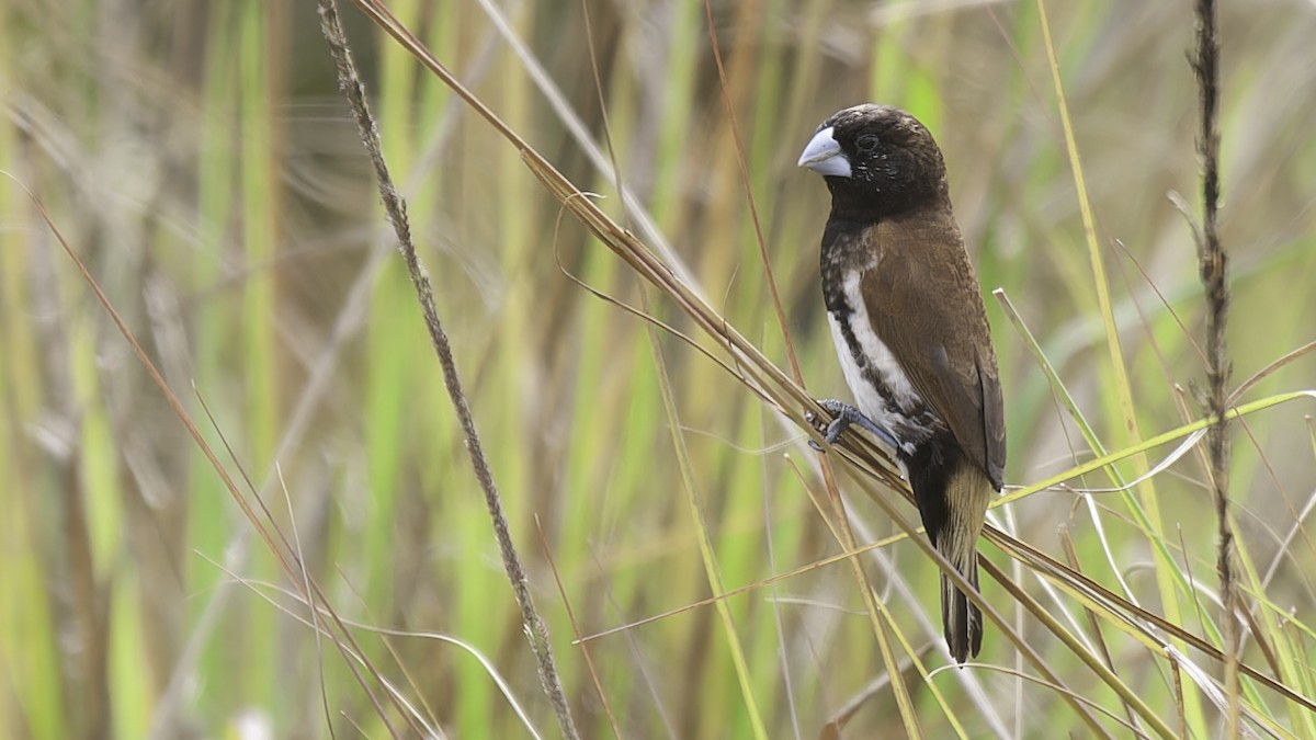 Black-breasted Munia - ML613797358