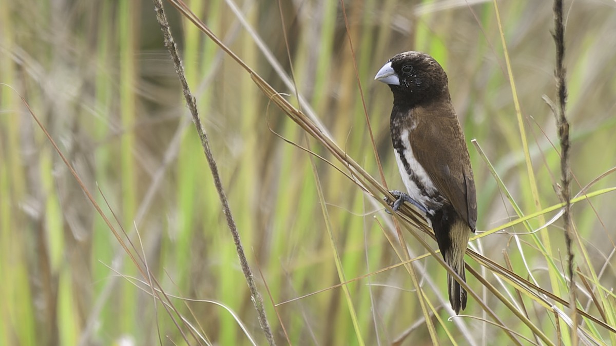 Black-breasted Munia - ML613797359