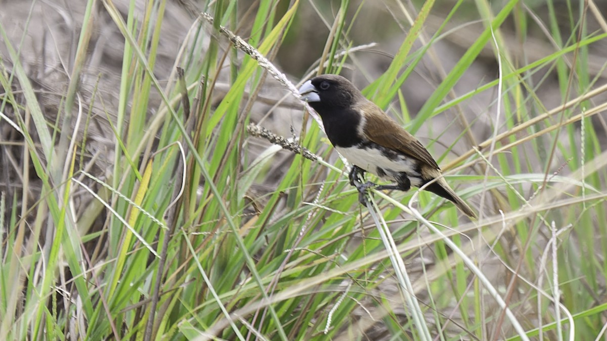 Black-breasted Munia - Robert Tizard