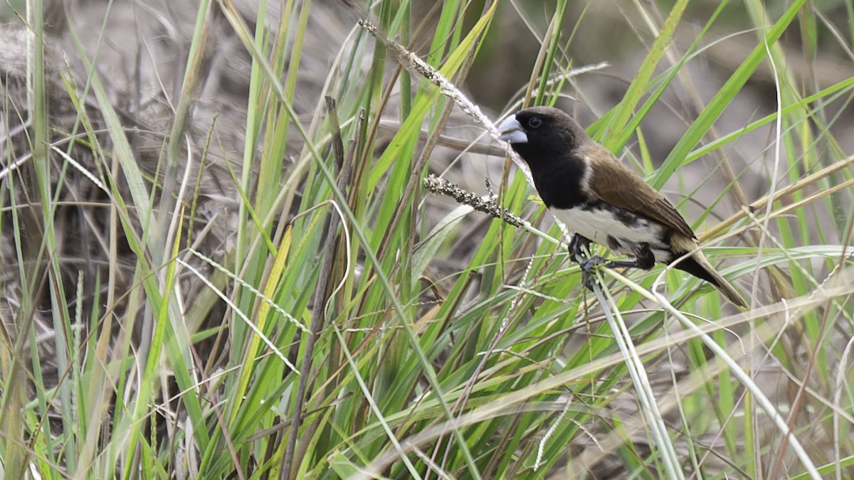 Black-breasted Munia - ML613797361