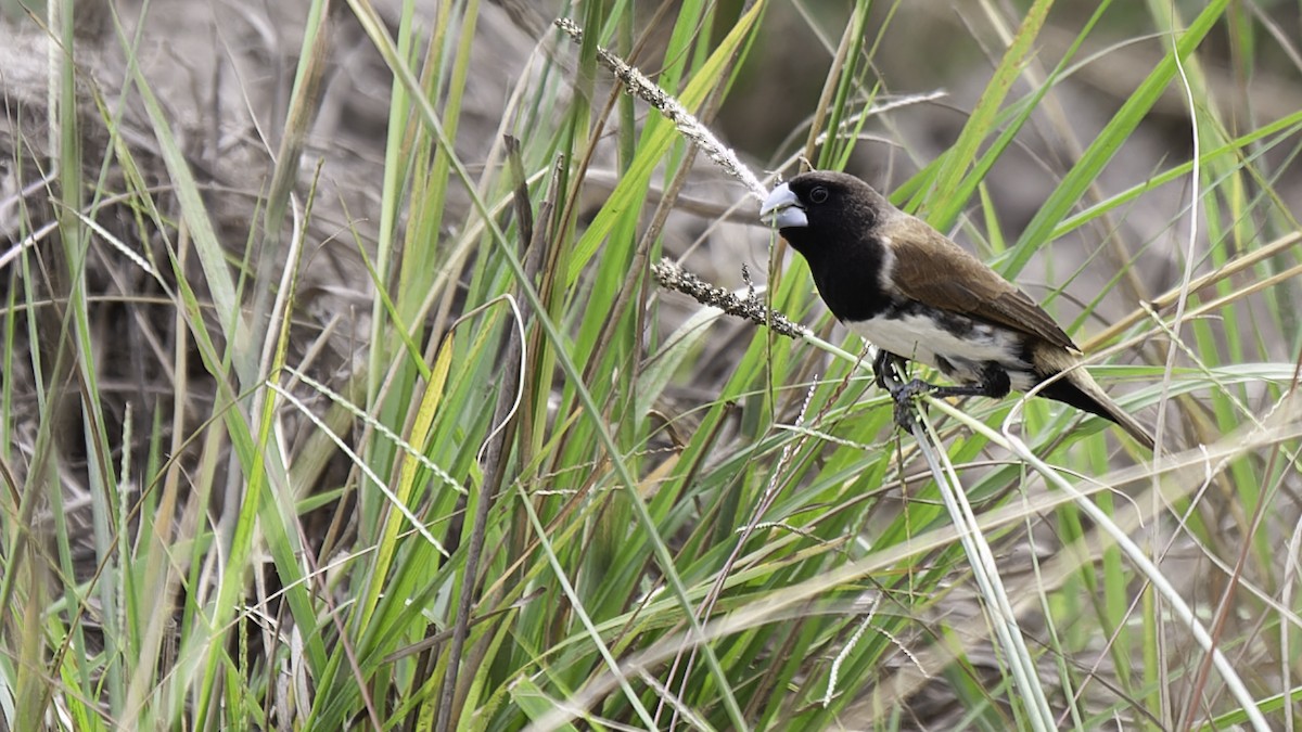 Black-breasted Munia - ML613797362