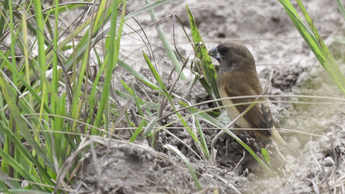 Black-breasted Munia - Robert Tizard