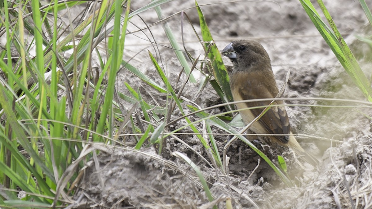 Black-breasted Munia - ML613797364