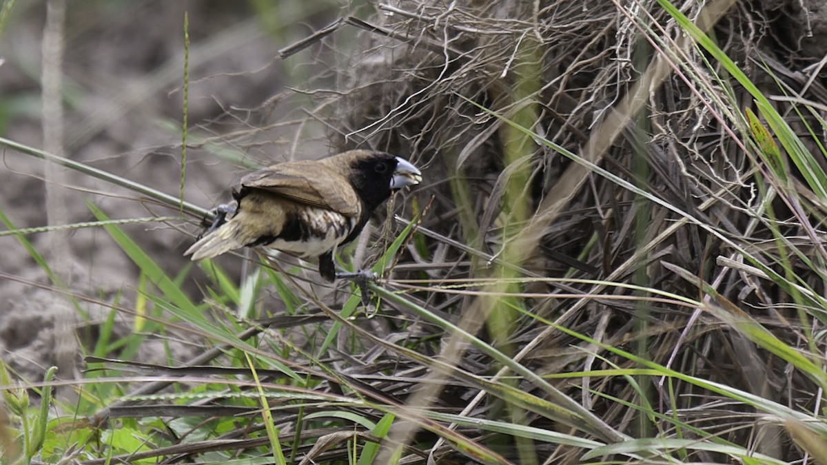 Black-breasted Munia - ML613797365