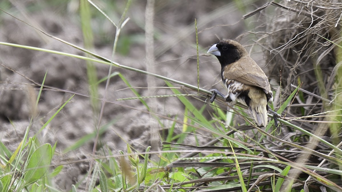 Black-breasted Munia - ML613797366