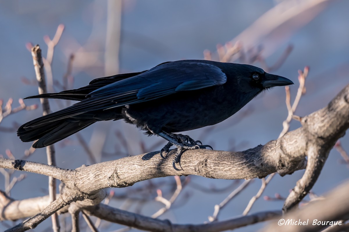 American Crow - ML613797371