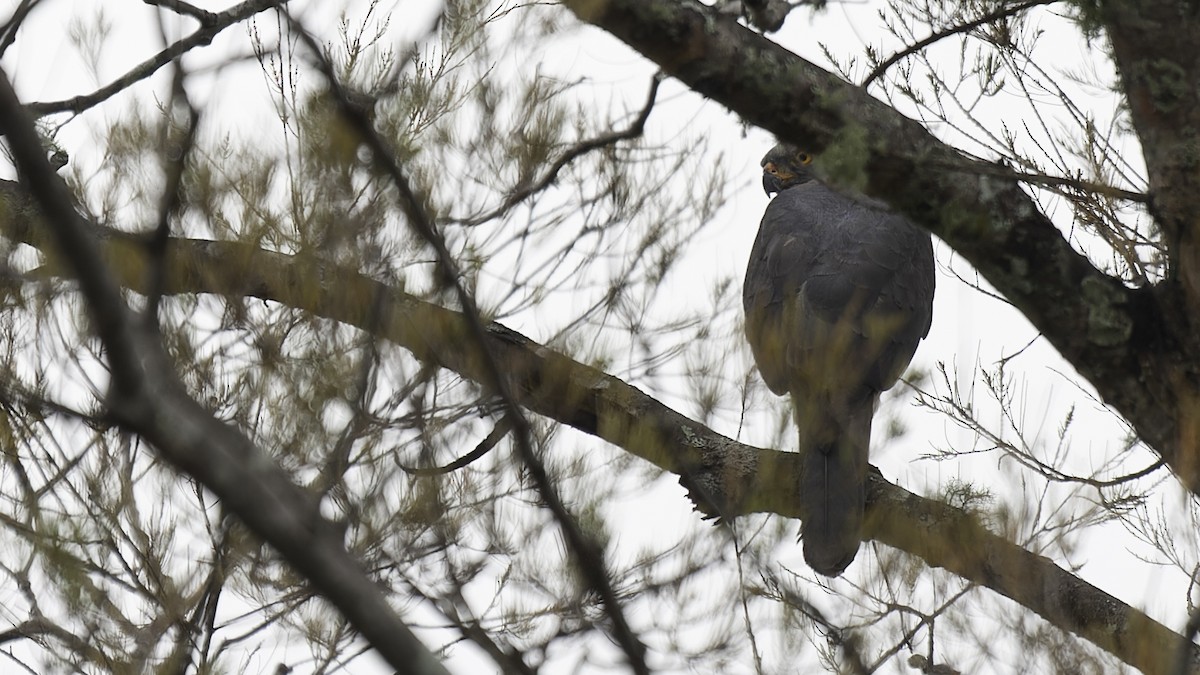 Variable Goshawk (Variable) - ML613797372