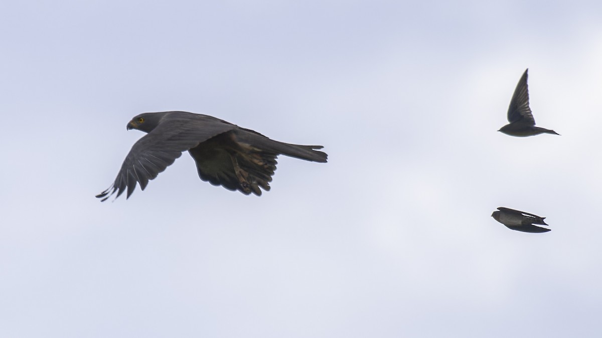 Variable Goshawk (Variable) - ML613797373