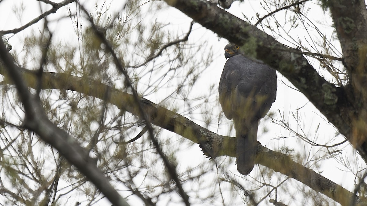 Variable Goshawk (Variable) - ML613797374