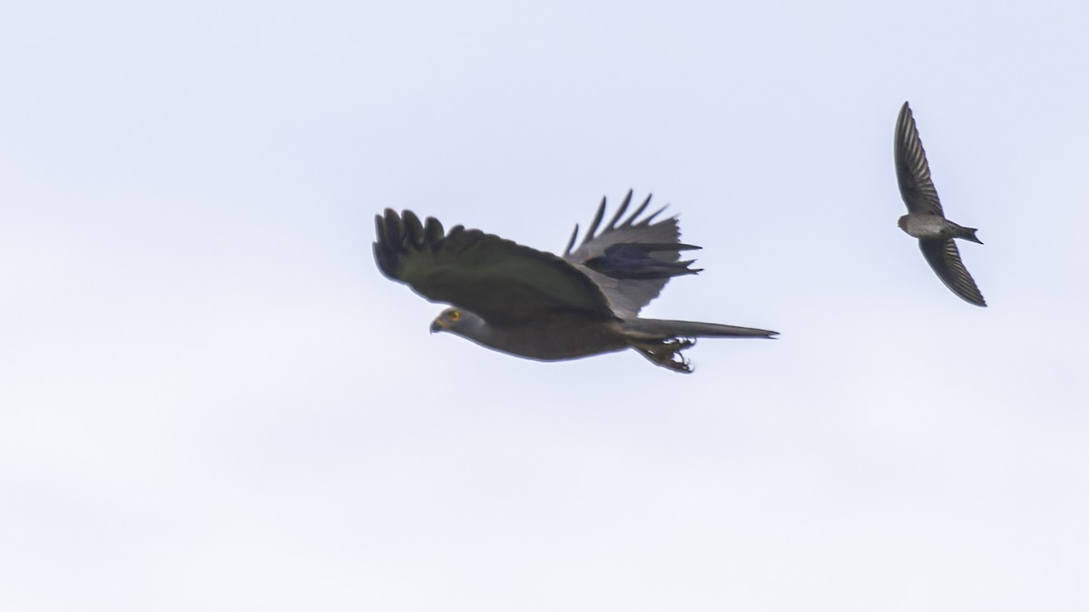 Variable Goshawk (Variable) - Robert Tizard