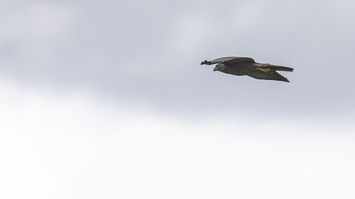 Variable Goshawk (Variable) - ML613797376