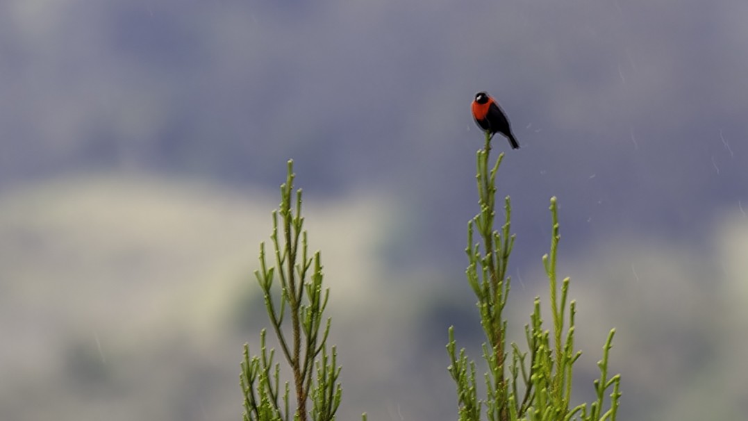 Red-collared Myzomela - ML613797380