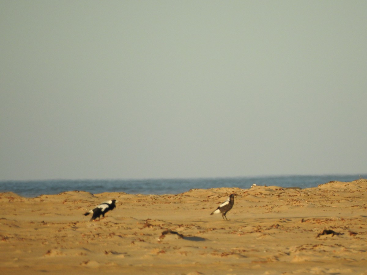 Australian Magpie - ML613797428