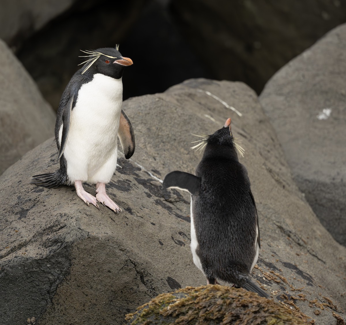 Pingüino Saltarrocas Meridional - ML613797447