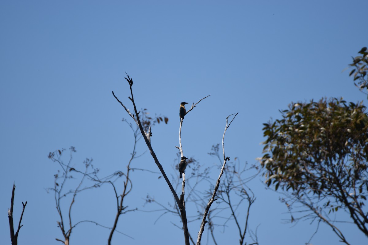 Sacred Kingfisher - ML613797474