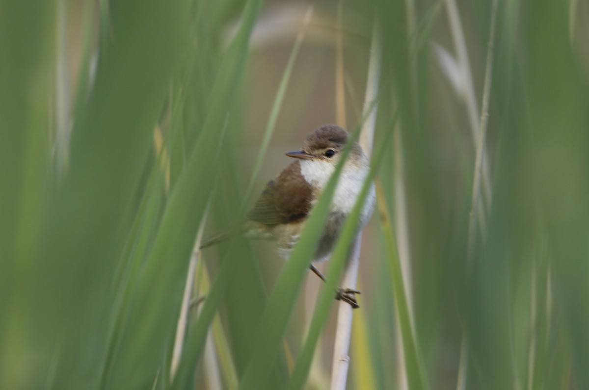 Common Reed Warbler (African) - Jason Fidorra